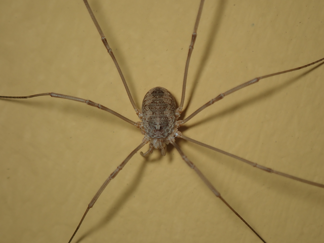 Phalangium opilio